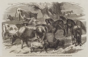 Dwerg Afrikaanse Pony